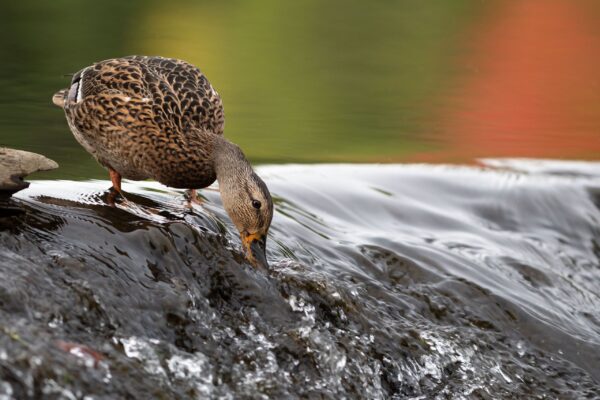 canard boit eau